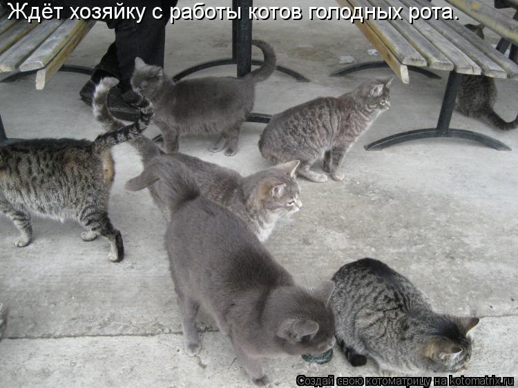 Ждёт хозяйку с работы котов голодных рота.... Котоматрица: Ждёт хозяйку с работы котов голодных рота.