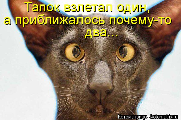 Тапок взлетал один, а приближалось почему-то два...... Котоматрица: Тапок взлетал один, а приближалось почему-то два...