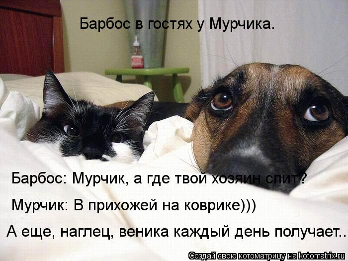 Барбос в гостях у Мурчика. Барбос: Мурчик, а где твой хозяин спит? Мурчик: В прихожей на коврике))) А... Котоматрица: Барбос в гостях у Мурчика. Барбос: Мурчик, а где твой хозяин спит? Мурчик: В прихожей на коврике))) А еще, наглец, веника каждый день получает...