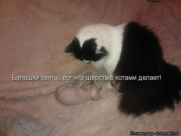 Батюшки святы, вот что шерсть с котами делает!... Котоматрица: Батюшки святы, вот что шерсть с котами делает!