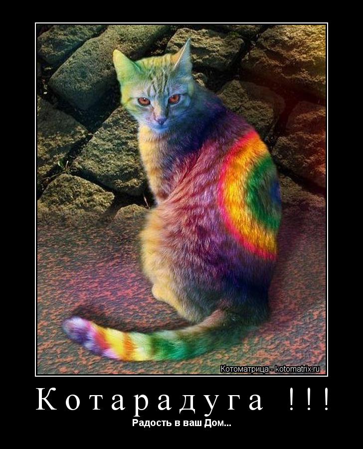 Котарадуга !!! Радость в ваш Дом...... Котоматрица: Котарадуга !!! Радость в ваш Дом...