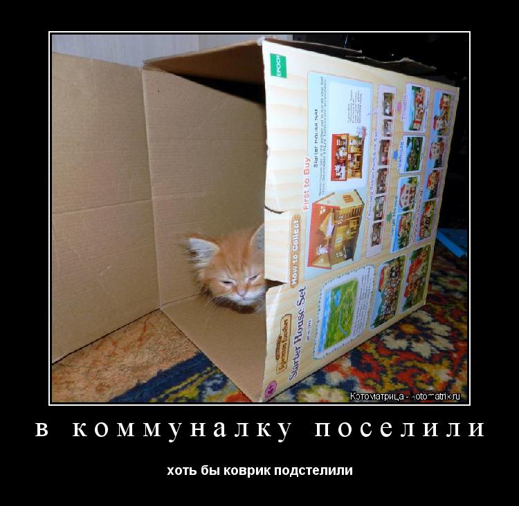 в коммуналку поселили хоть бы коврик подстелили... Котоматрица: в коммуналку поселили хоть бы коврик подстелили