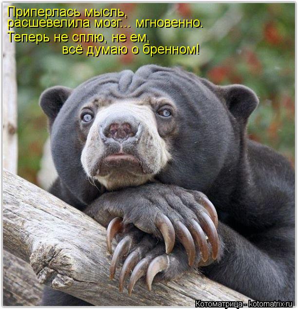 Приперлась мысль, расшевелила мозг... мгновенно. Теперь не сплю, не ем, всё думаю о бренном!... Котоматрица: Приперлась мысль, расшевелила мозг... мгновенно. Теперь не сплю, не ем, всё думаю о бренном!