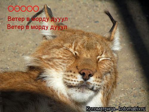 Котоматрица: ООООО Ветер в морду дууул Ветер в морду дууул