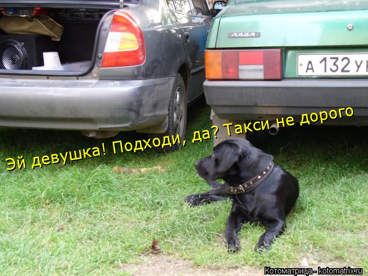 Котоматрица: Эй девушка! Подходи, да? Такси не дорого
