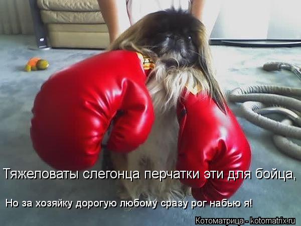 Котоматрица: Тяжеловаты слегонца перчатки эти для бойца, Но за хозяйку дорогую любому сразу рог набью я!