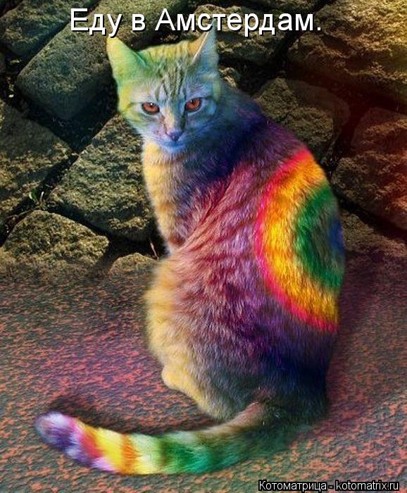 Котоматрица: Еду в Амстердам.