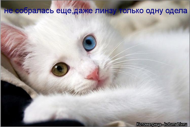 не собралась еще,даже линзу только одну одела... Котоматрица: не собралась еще,даже линзу только одну одела