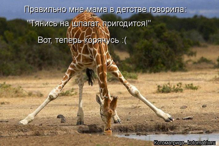 Котоматрица: Правильно мне мама в детстве говорила: "Тянись на шпагат, пригодится!" Вот, теперь корячусь :(