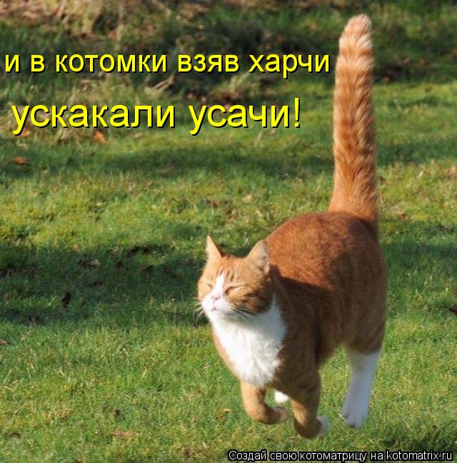 и в котомки взяв харчи ускакали усачи!... Котоматрица: и в котомки взяв харчи ускакали усачи!