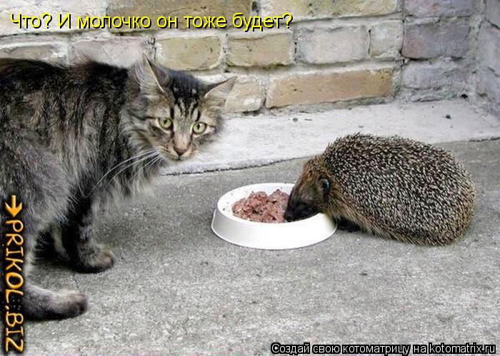 Что? И молочко он тоже будет?... Котоматрица: Что? И молочко он тоже будет?