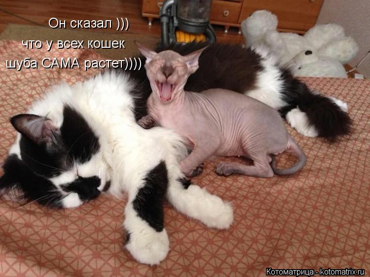 Котоматрица: Он сказал ))) что у всех кошек  шуба САМА растет))))