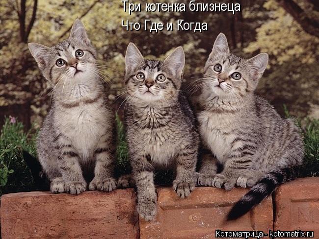 Три котенка близнеца Что Где и Когда... Котоматрица: Три котенка близнеца Что Где и Когда