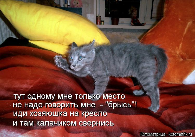 иди хозяюшка на кресло и там калачиком свернись тут одному мне только место не надо говорить мне - "... Котоматрица: иди хозяюшка на кресло и там калачиком свернись тут одному мне только место не надо говорить мне - "брысь"!