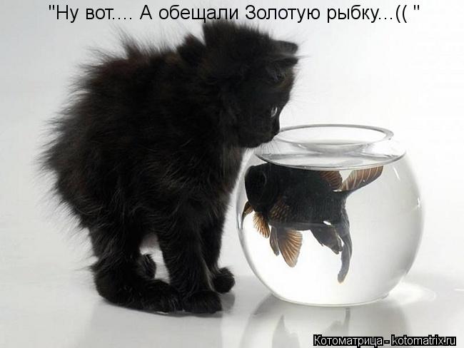 Котоматрица: "Ну вот.... А обещали Золотую рыбку...(( "