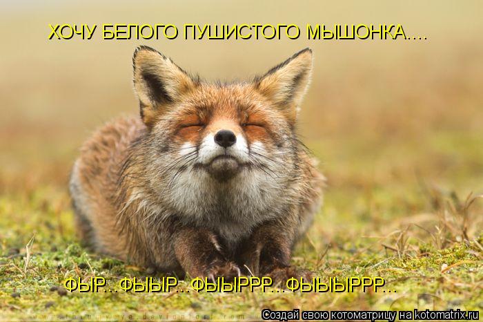 ХОЧУ БЕЛОГО ПУШИСТОГО МЫШОНКА.... ФЫР...ФЫЫР...ФЫЫРРР...ФЫЫЫРРР...... Котоматрица: ХОЧУ БЕЛОГО ПУШИСТОГО МЫШОНКА.... ФЫР...ФЫЫР...ФЫЫРРР...ФЫЫЫРРР...