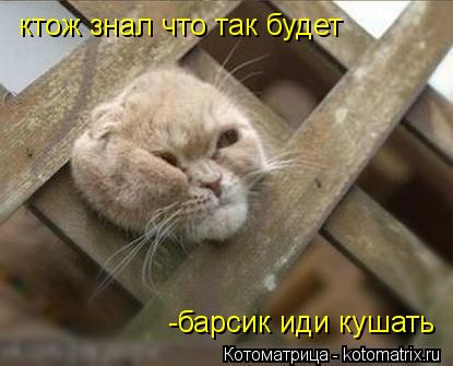 ктож знал что так будет -барсик иди кушать... Котоматрица: ктож знал что так будет -барсик иди кушать