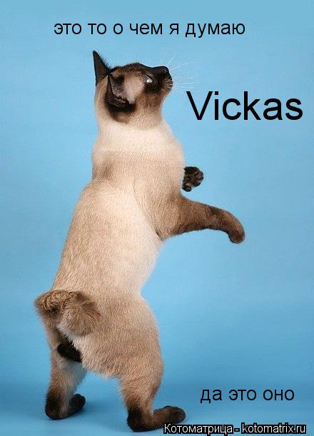 Котоматрица: это то о чем я думаю да это оно Vickas