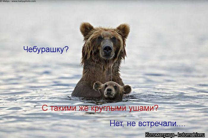 Котоматрица: Чебурашку?  Нет, не встречали.... С такими же круглыми ушами?