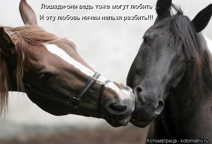 Лошади-они ведь тоже могут любить ... И эту любовь ничем нельзя разбить!!!... Котоматрица: Лошади-они ведь тоже могут любить ... И эту любовь ничем нельзя разбить!!!
