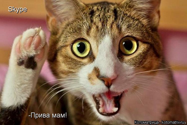 Котоматрица: Skype -Прива мам!