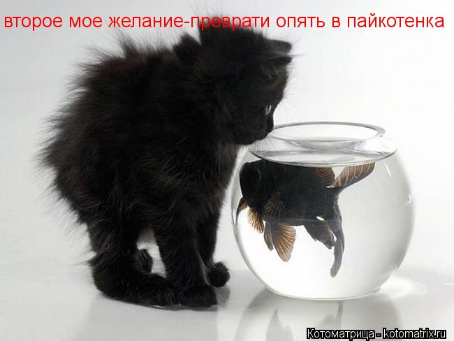 второе мое желание-преврати опять в пайкотенка... Котоматрица: второе мое желание-преврати опять в пайкотенка