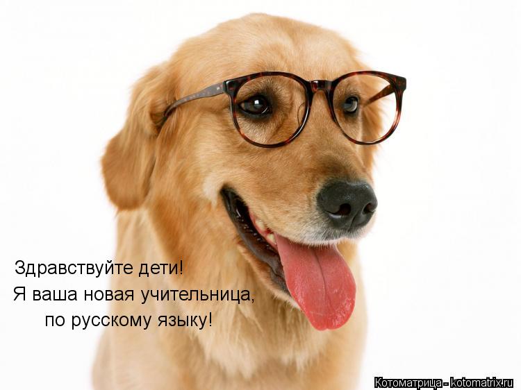 Котоматрица: Здравствуйте дети! Я ваша новая учительница, по русскому языку!
