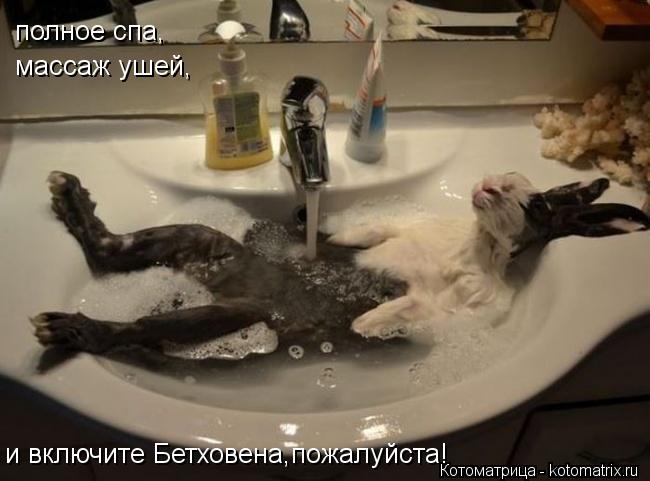 полное спа, массаж ушей, и включите Бетховена,пожалуйста!... Котоматрица: полное спа, массаж ушей, и включите Бетховена,пожалуйста!