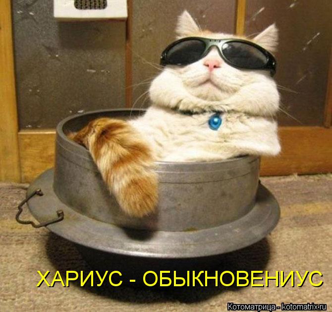 ХАРИУС - ОБЫКНОВЕНИУС... Котоматрица: ХАРИУС - ОБЫКНОВЕНИУС