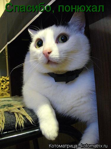 Котоматрица: Спасибо, понюхал