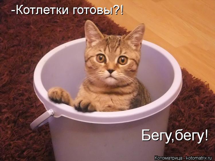 -Котлетки готовы?! Бегу,бегу!... Котоматрица: -Котлетки готовы?! Бегу,бегу!