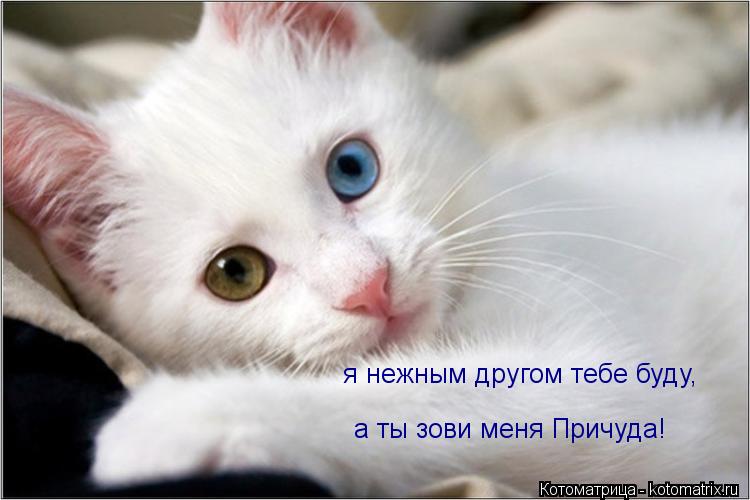 Котоматрица: я нежным другом тебе буду, а ты зови меня Причуда!