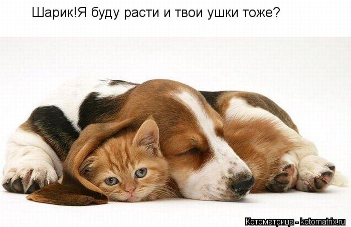 Шарик!Я буду расти и твои ушки тоже?... Котоматрица: Шарик!Я буду расти и твои ушки тоже?