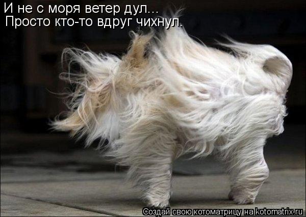 И не с моря ветер дул... Просто кто-то вдруг чихнул.... Котоматрица: И не с моря ветер дул... Просто кто-то вдруг чихнул.