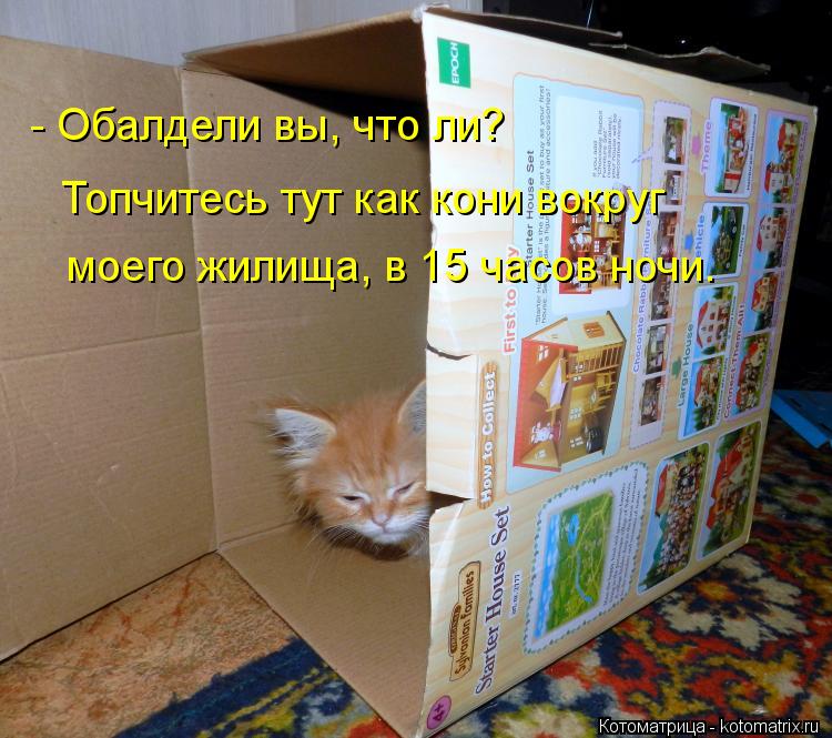 Топчитесь тут как кони вокруг моего жилища, в 15 часов ночи. - Обалдели вы, что ли?... Котоматрица: Топчитесь тут как кони вокруг моего жилища, в 15 часов ночи. - Обалдели вы, что ли?