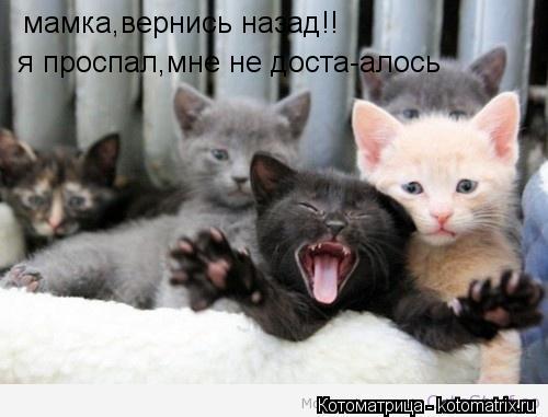мамка,вернись назад!! я проспал,мне не доста-алось... Котоматрица: мамка,вернись назад!! я проспал,мне не доста-алось
