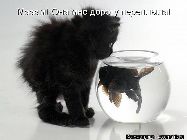 Мааам! Она мне дорогу переплыла!... Котоматрица: Мааам! Она мне дорогу переплыла!