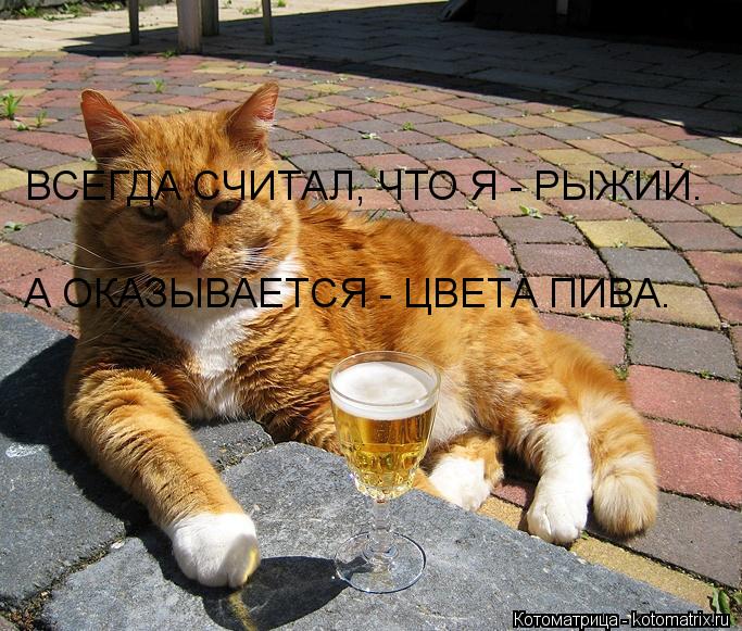 Котоматрица: ВСЕГДА СЧИТАЛ, ЧТО Я - РЫЖИЙ. А ОКАЗЫВАЕТСЯ - ЦВЕТА ПИВА.