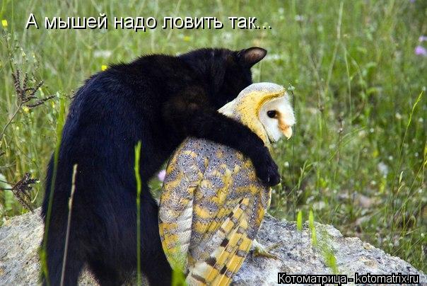 А мышей надо ловить так...... Котоматрица: А мышей надо ловить так...