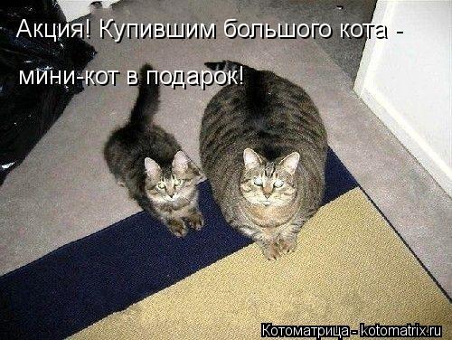 Акция! Купившим большого кота - мини-кот в подарок!... Котоматрица: Акция! Купившим большого кота - мини-кот в подарок!
