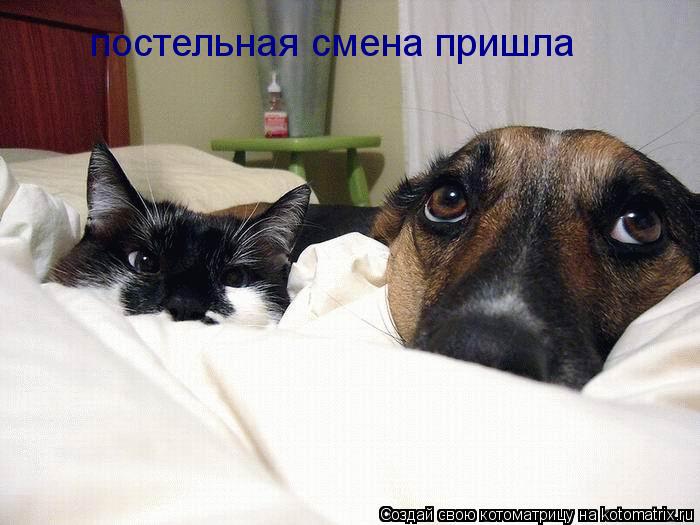 постельная смена пришла... Котоматрица: постельная смена пришла