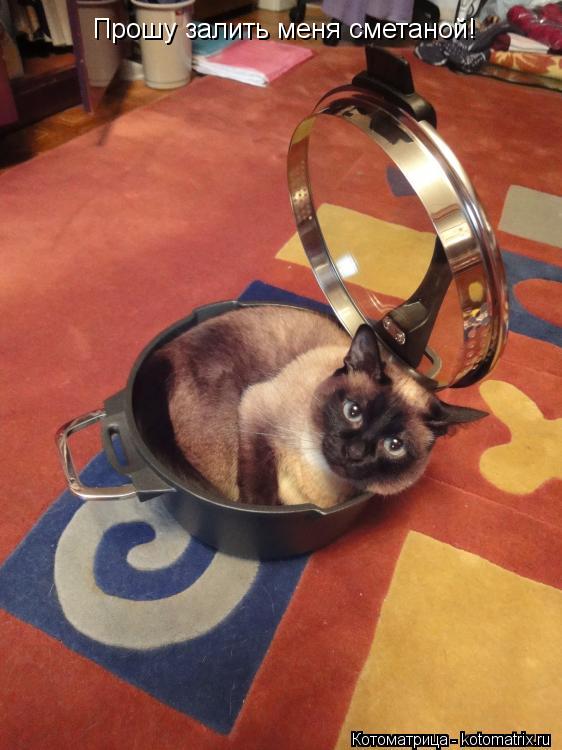 Котоматрица: Прошу залить меня сметаной!