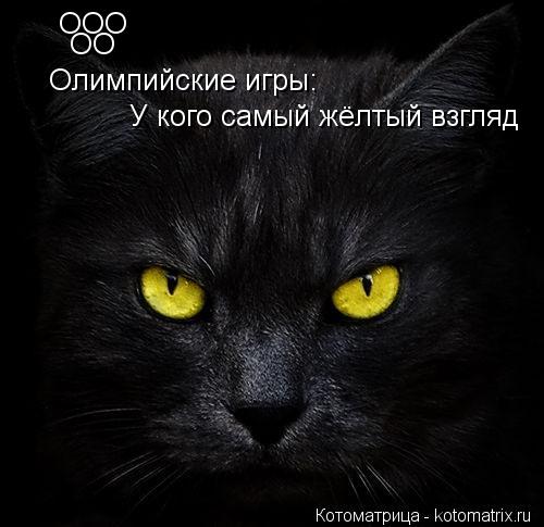 Котоматрица: OOO OO Oлимпийские игры: У кого самый жёлтый взгляд