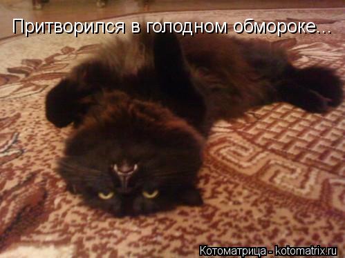 Притворился в голодном обмороке...... Котоматрица: Притворился в голодном обмороке...