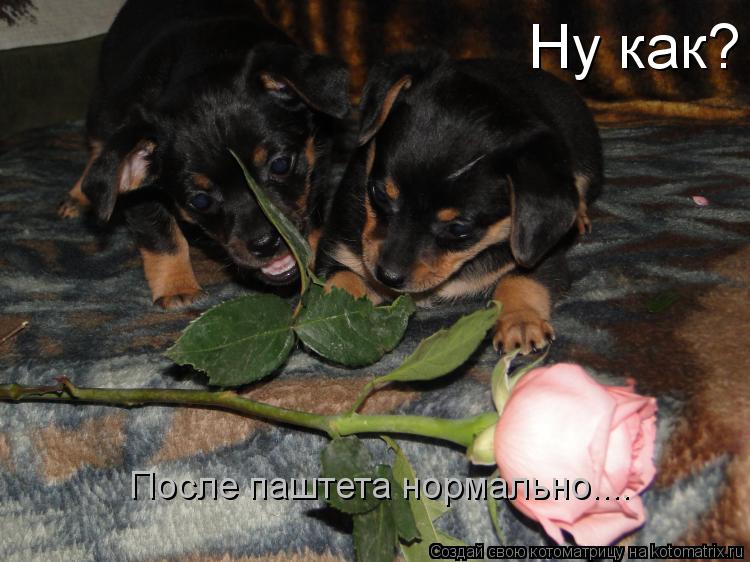 Котоматрица: Ну как? После паштета нормально....