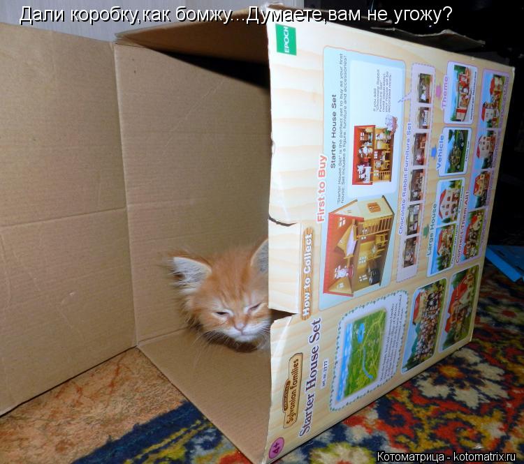 Котоматрица: Дали коробку,как бомжу...Думаете,вам не угожу?