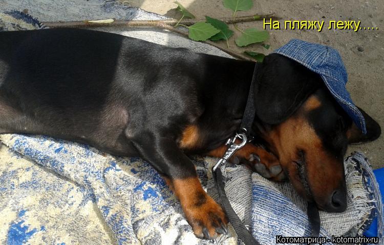 На пляжу лежу........ Котоматрица: На пляжу лежу.....