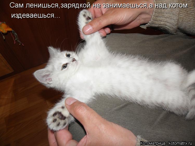 Сам ленишься,зарядкой не занимаешься,а над котом издеваешься...... Котоматрица: Сам ленишься,зарядкой не занимаешься,а над котом издеваешься...