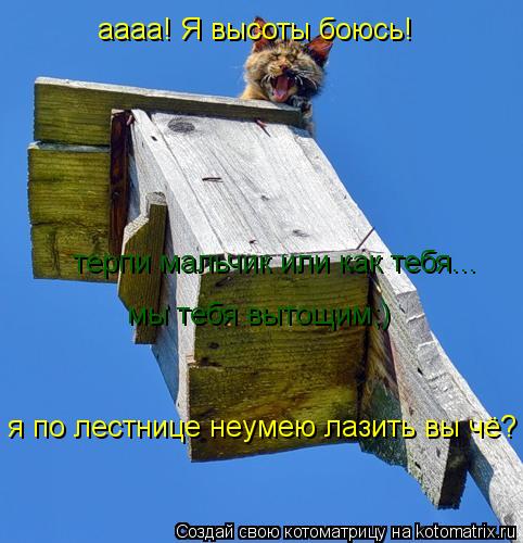 Котоматрица: аааа! Я высоты боюсь! терпи мальчик или как тебя... мы тебя вытощим;) я по лестнице неумею лазить вы чё?