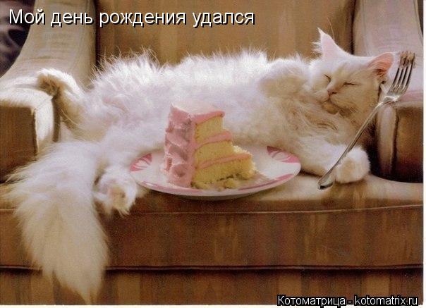 Мой день рождения удался... Котоматрица: Мой день рождения удался